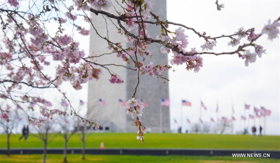 U.S.-WASHINGTON D.C.-WINTER-SPRING SCENERY