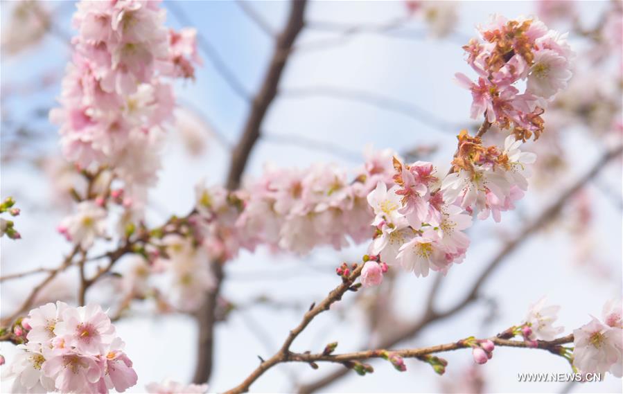 U.S.-WASHINGTON D.C.-WINTER-SPRING SCENERY