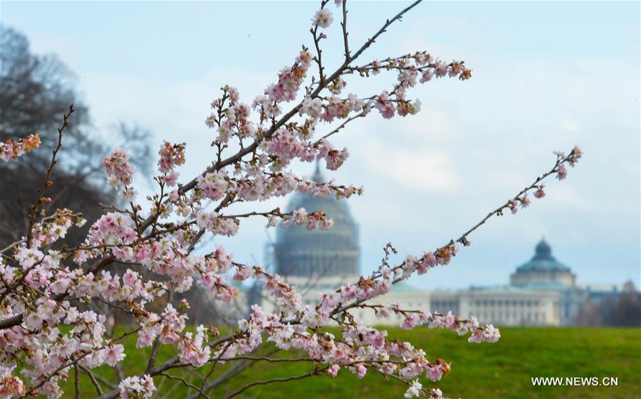 U.S.-WASHINGTON D.C.-WINTER-SPRING SCENERY