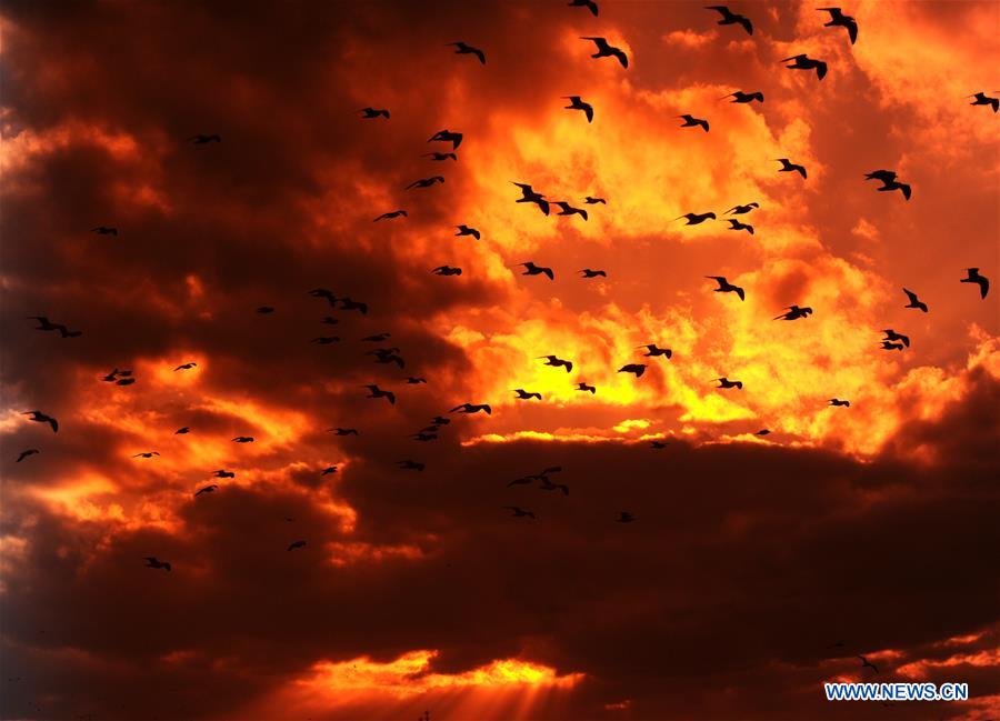 Birds fly under crimson clouds in the sky above Lashu Village of Dalian City, northeast China's Liaoning Province, Dec. 15, 2015.
