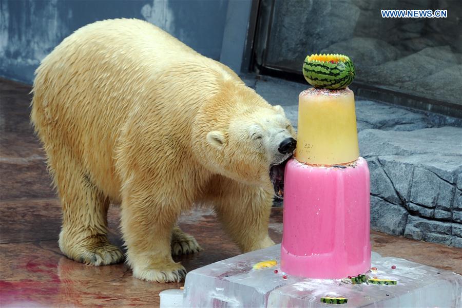 Polar bear Inuka eats its fruits and fish ice cake at the Singapore Zoo, Dec. 16, 2015. 