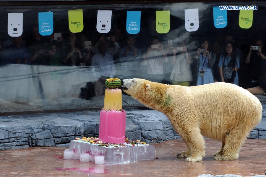 Polar bear Inuka eats its fruits and fish ice cake at the Singapore Zoo, Dec. 16, 2015. 