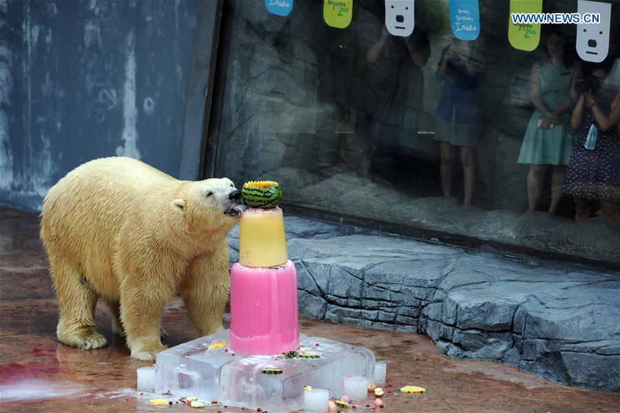 Polar bear Inuka eats its fruits and fish ice cake at the Singapore Zoo, Dec. 16, 2015. 