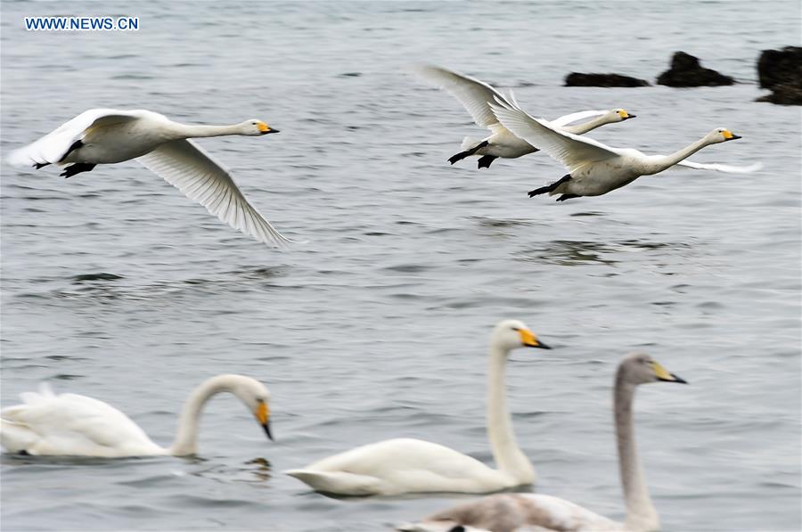 CHINA-SHANDONG-RONGCHENG-SWAN (CN)