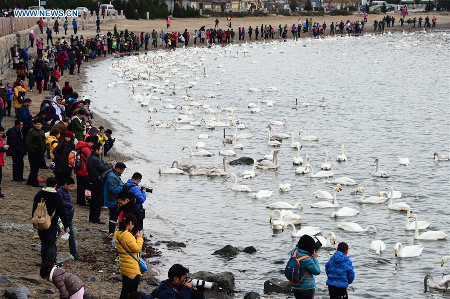 CHINA-SHANDONG-RONGCHENG-SWAN (CN)