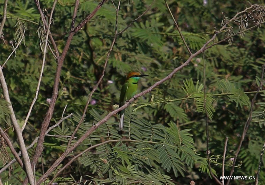 MYANMAR-BAGO-WETLAND-WILDLIFE