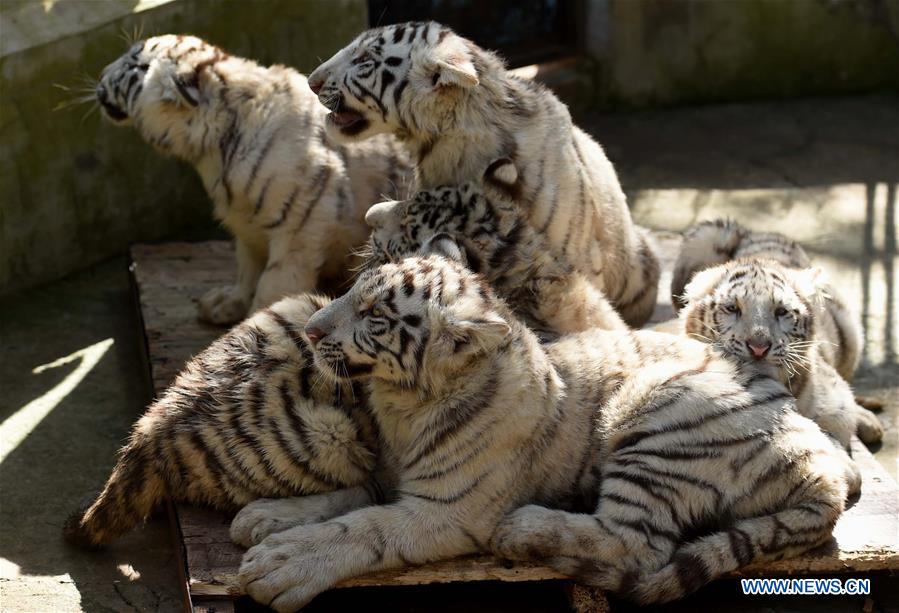 White tiger cubs are seen at the Yunnan Wild Animal Park in Kunming, capital of southwest China's Yunnan Province, Dec. 24, 2015. 