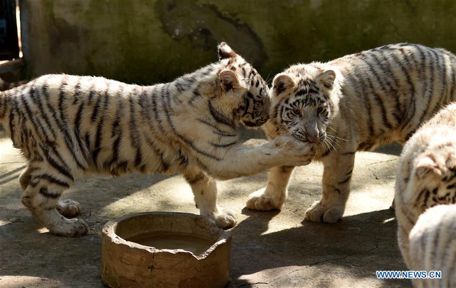 White tiger cubs are seen at the Yunnan Wild Animal Park in Kunming, capital of southwest China's Yunnan Province, Dec. 24, 2015. 