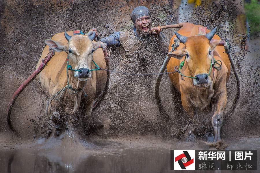印尼苏门答腊岛，一名大胆的教师抓着5000磅重公牛的尾巴，体验了一场惊险刺激的奔牛赛。