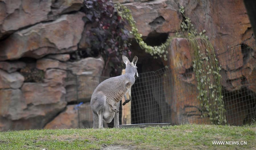 The baby kangaroo was born over 4 months ago