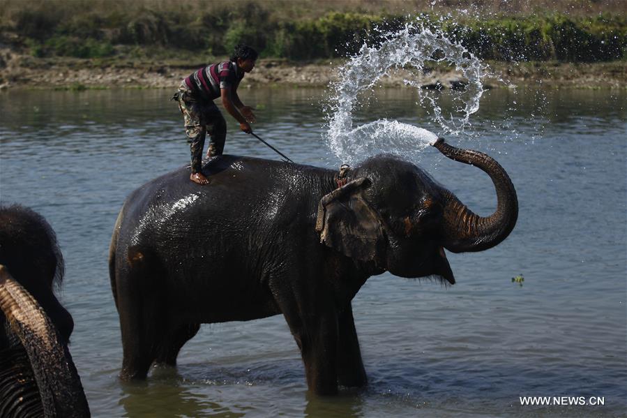 NEPAL-CHITWAN-SAURAHA-ELEPHANT-BATH