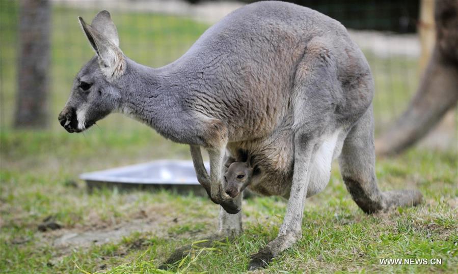 The baby kangaroo was born over 4 months ago