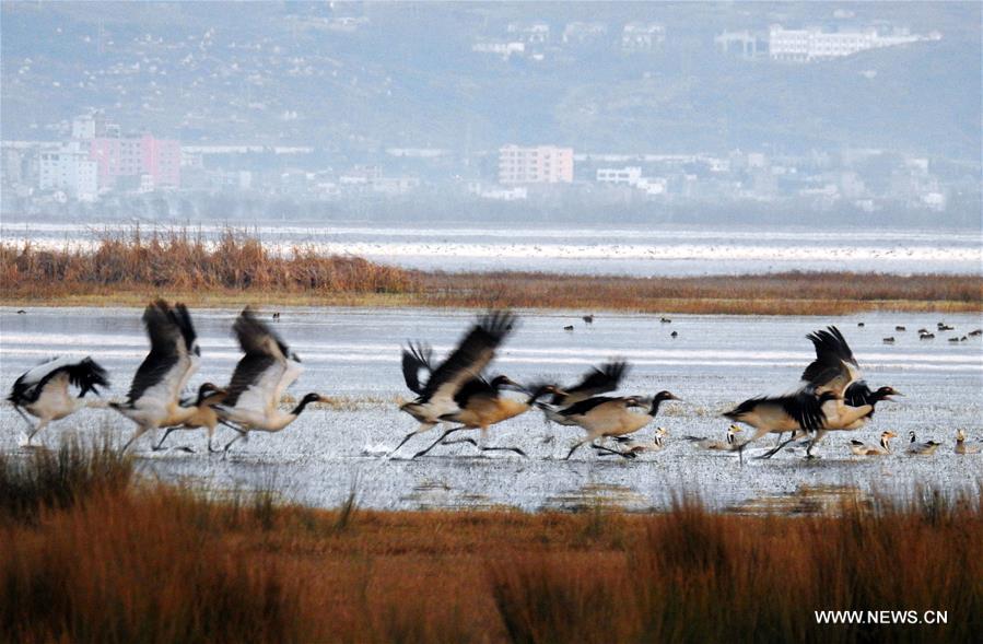 #CHINA-GUIZHOU-CAOHAI RESERVE-MIGRATORY BIRDS (CN)