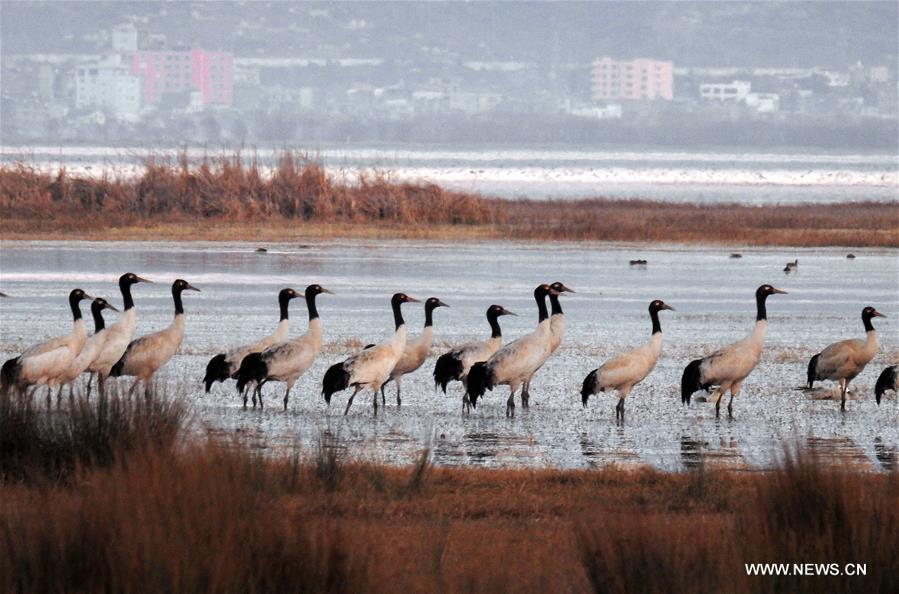 #CHINA-GUIZHOU-CAOHAI RESERVE-MIGRATORY BIRDS (CN)