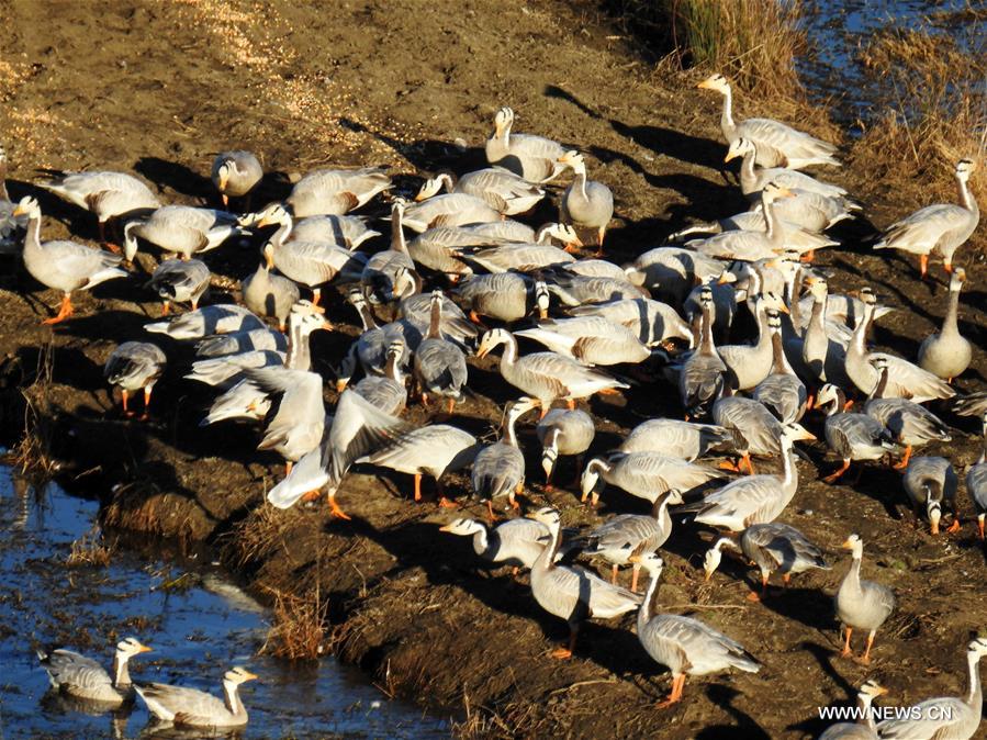 #CHINA-GUIZHOU-CAOHAI RESERVE-MIGRATORY BIRDS (CN)