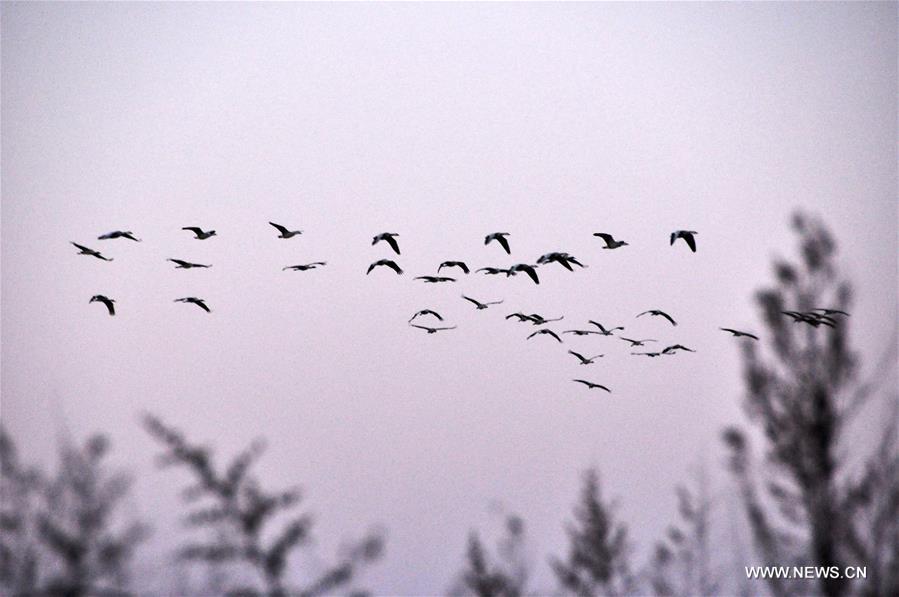 #CHINA-GUIZHOU-CAOHAI RESERVE-MIGRATORY BIRDS (CN)