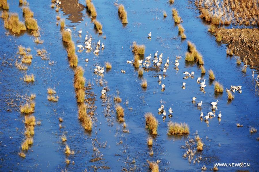 #CHINA-GUIZHOU-CAOHAI RESERVE-MIGRATORY BIRDS (CN)