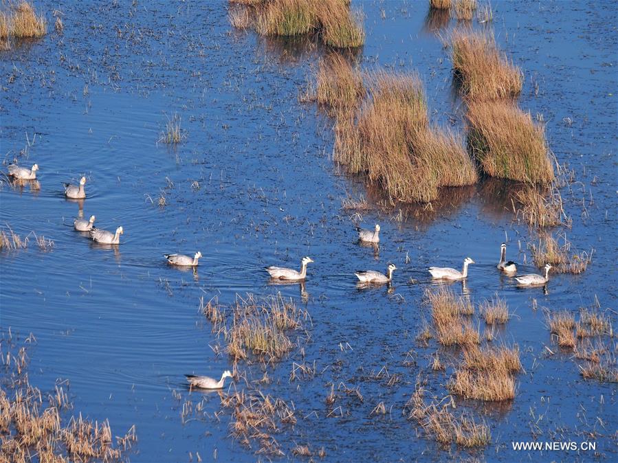 #CHINA-GUIZHOU-CAOHAI RESERVE-MIGRATORY BIRDS (CN)