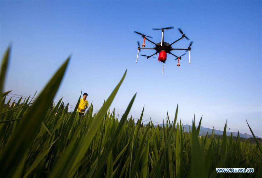  A drone sprays pesticide in a field in Duchang County of Jiujiang City, east China's Jiangxi Province, July 2, 2015. 