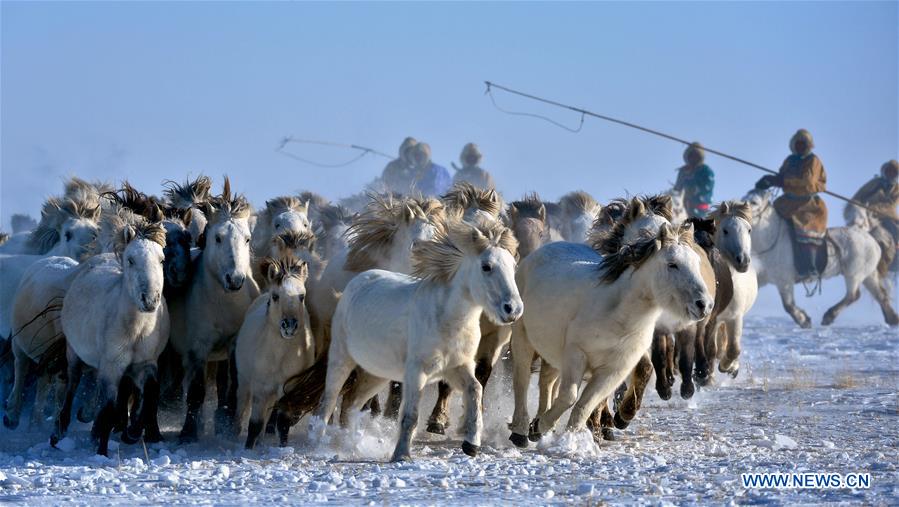 WEST UJIMQIN BANNER, Jan. 5, 2016 (Xinhua) -- Herdsmen lasso horses in West Ujimqin Banner, north China's Inner Mongolia Autonomous Region, Jan. 5, 2016. (Xinhua/Ren Junchuan)