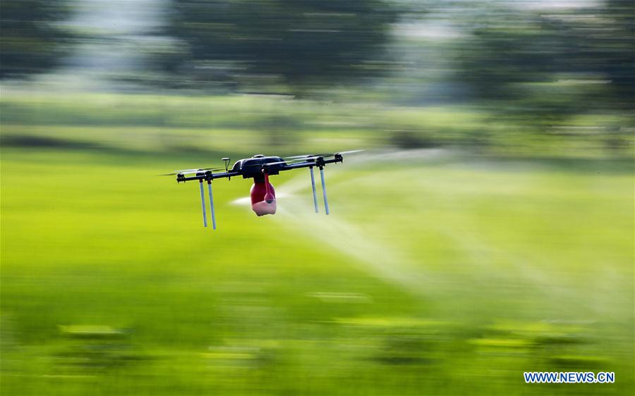 A drone sprays pesticide in a field in Duchang County of Jiujiang City, east China's Jiangxi Province, July 2, 2015. 