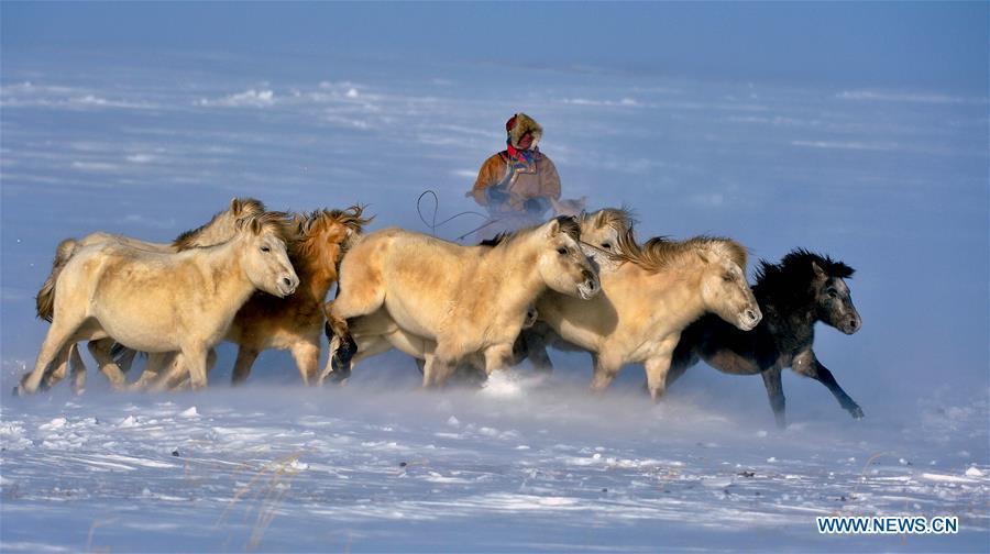 WEST UJIMQIN BANNER, Jan. 5, 2016 (Xinhua) -- A herdsman lassos horses in West Ujimqin Banner, north China's Inner Mongolia Autonomous Region, Jan. 5, 2016. (Xinhua/Ren Junchuan) 