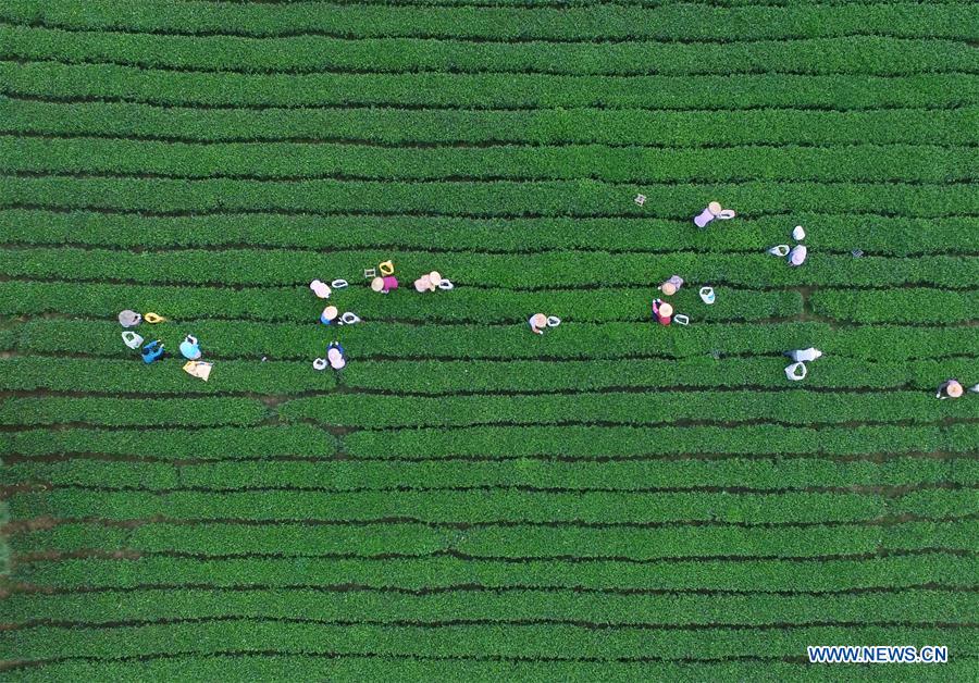  Aerial photo taken on Oct. 7, 2015 shows farmers picking tea leaves at Juyuan Village of Quanzhou City, southeast China's Fujian Province. 