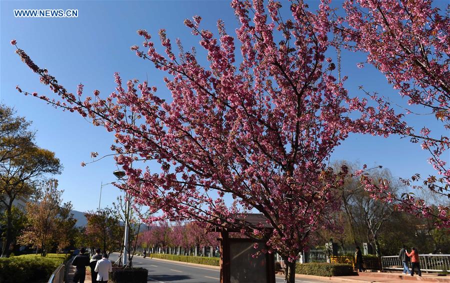 CHINA-KUNMING-CHERRY BLOSSOMS(CN)