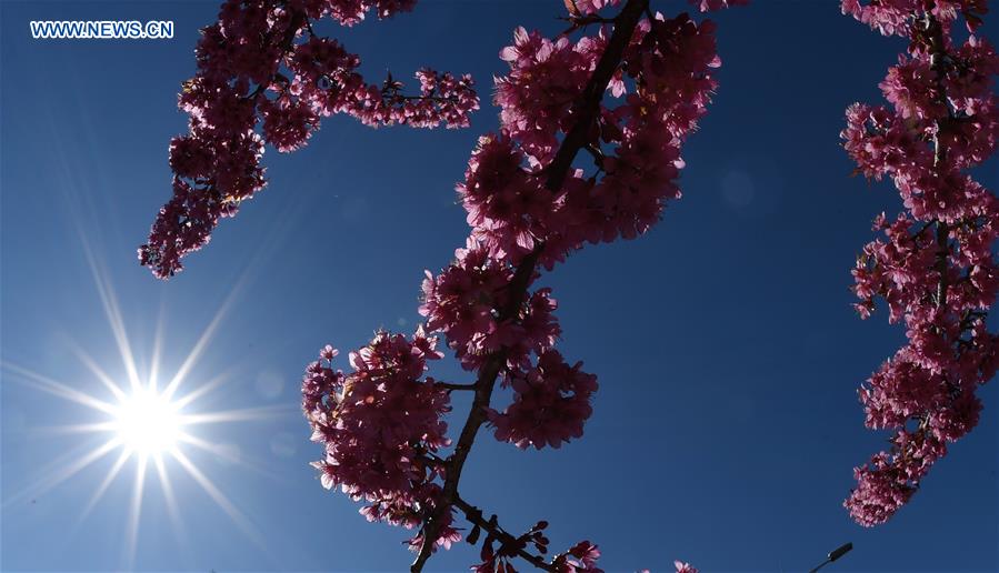 CHINA-KUNMING-CHERRY BLOSSOMS(CN)