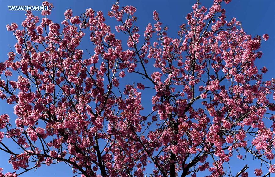 CHINA-KUNMING-CHERRY BLOSSOMS(CN)