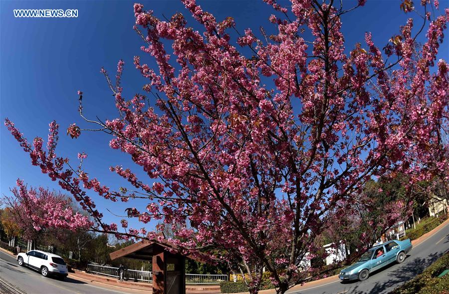 CHINA-KUNMING-CHERRY BLOSSOMS(CN)