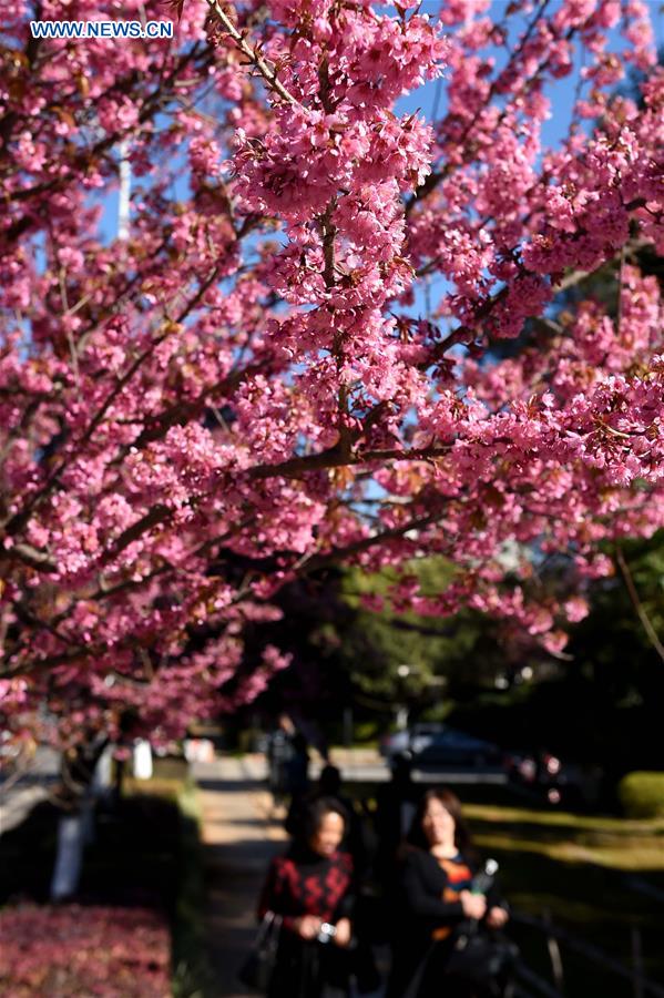 CHINA-KUNMING-CHERRY BLOSSOMS(CN)