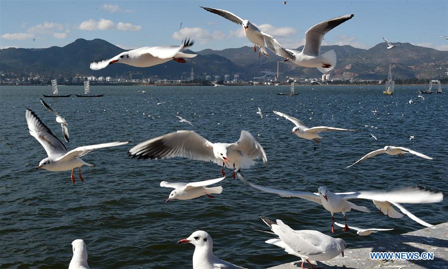 CHINA-KUNMING-DIANCHI LAKE-SCENERY(CN)