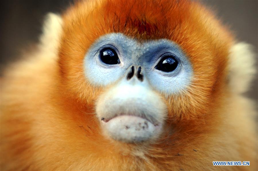 CHINA-SHAANXI-WILD-GOLDEN MONKEY (CN)