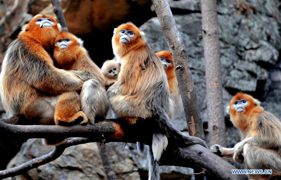 CHINA-SHAANXI-WILD-GOLDEN MONKEY (CN)