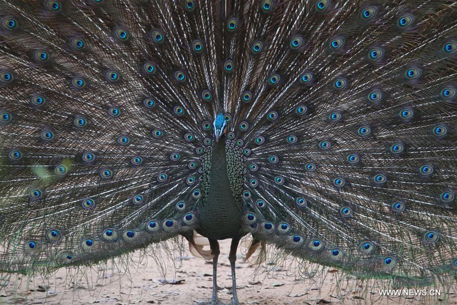 MYANMAR-YANGON-WILDLIFE PARK