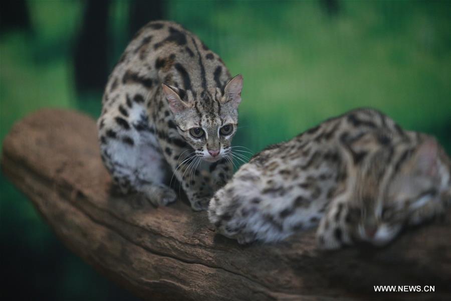 MYANMAR-YANGON-WILDLIFE PARK