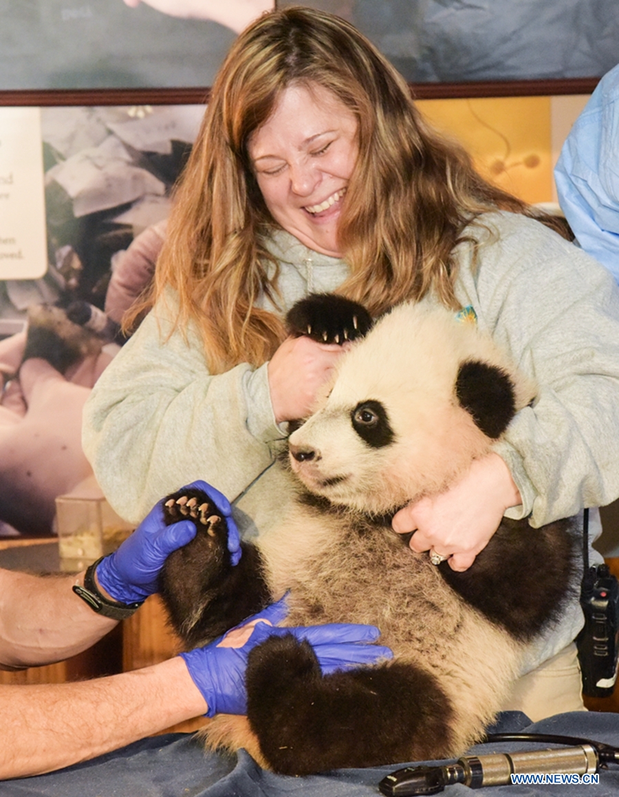 4-month-old Panda 'Bei Bei' of U.S. National Zoological Park receives a physical examination in Washington D.C., the United States, on Jan.7, 2016.