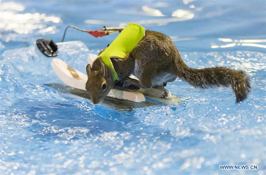 Twiggy the Waterskiing Squirrel performs during the 2016 Toronto International Boat Show at Exhibition Place in Toronto, Canada, Jan. 8, 2016.