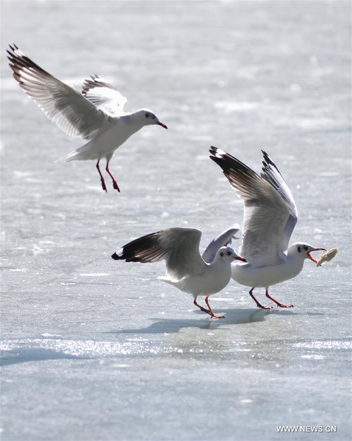 A good many migratory birds chose to live through winter in Lhasa.
