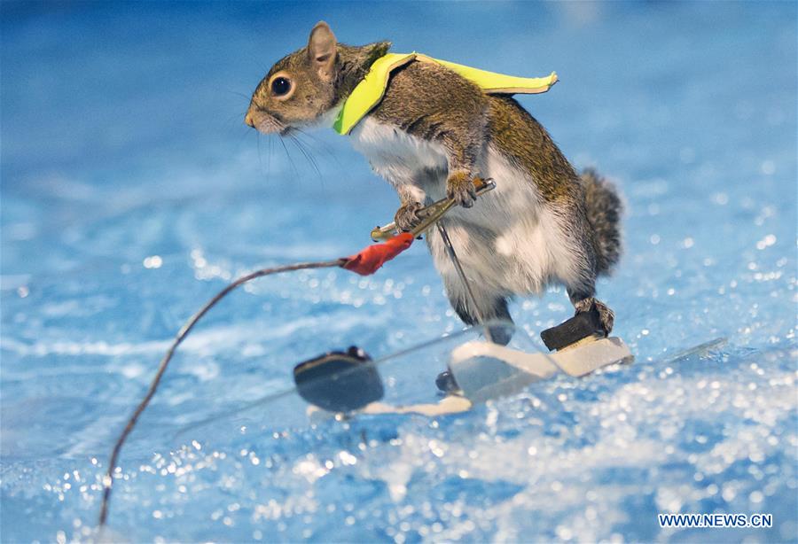 Twiggy the Waterskiing Squirrel performs during the 2016 Toronto International Boat Show at Exhibition Place in Toronto, Canada, Jan. 8, 2016.