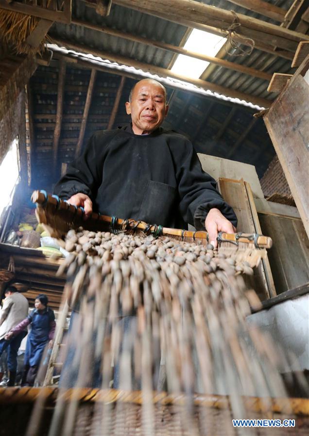 #CHINA-GUANGXI-LIUZHOU-BANLAN TOWN-TEA OIL(CN)