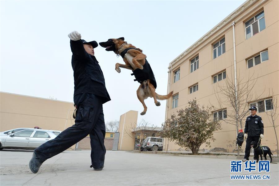 （晚报）（1）警犬“年训”备春运