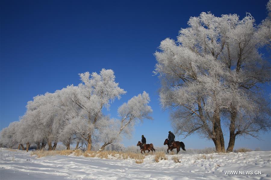 Photo taken on Jan. 11, 2016 shows rime scenery beside Kiran River, Altay, northwest China's Xinjiang Uygur Autonomous Region. 