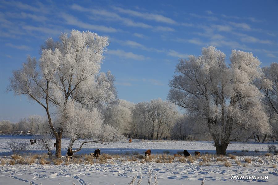 Photo taken on Jan. 11, 2016 shows rime scenery beside Kiran River, Altay, northwest China's Xinjiang Uygur Autonomous Region. 