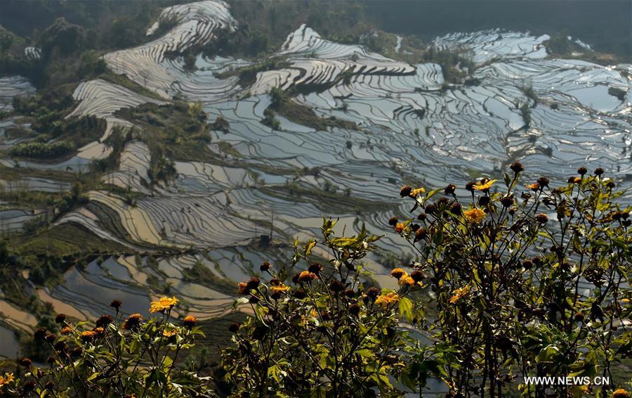The UNESCO's World Heritage Committee inscribed cultural landscape of Honghe Hani Rice Terraces onto the prestigious World Heritage List in 2013