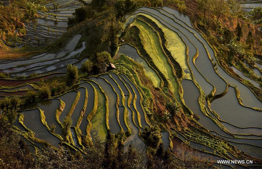 The UNESCO's World Heritage Committee inscribed cultural landscape of Honghe Hani Rice Terraces onto the prestigious World Heritage List in 2013