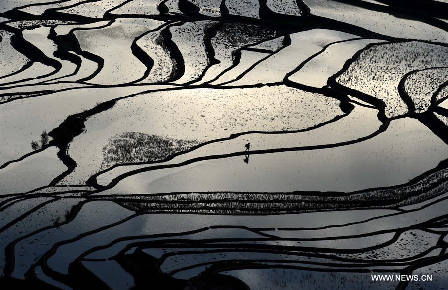 The UNESCO's World Heritage Committee inscribed cultural landscape of Honghe Hani Rice Terraces onto the prestigious World Heritage List in 2013