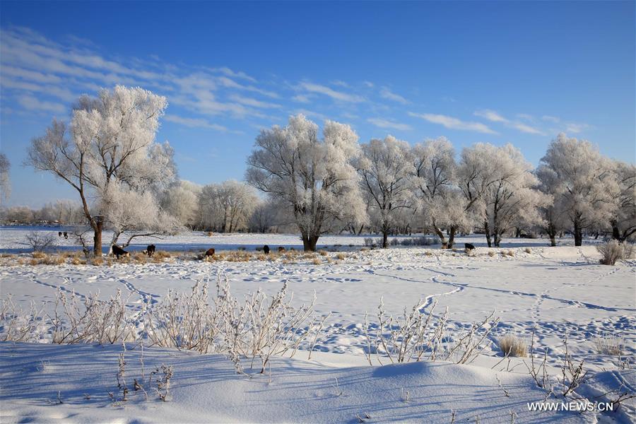 Photo taken on Jan. 11, 2016 shows rime scenery beside Kiran River, Altay, northwest China's Xinjiang Uygur Autonomous Region. 