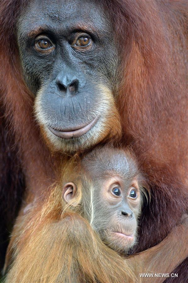 The animals under the care of the Wildlife Reserves Singapore (WRS) gave birth to over 700 babies in 2015.